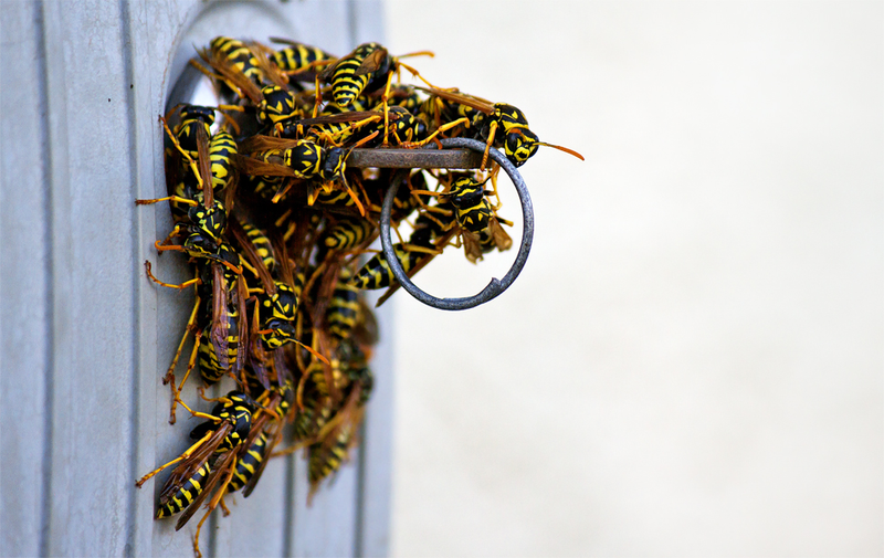 Illustration for article titled Shooting Challenge: Bugs 4